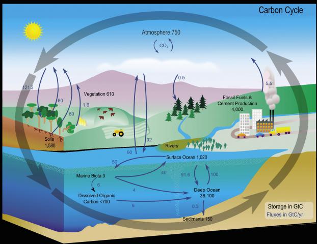 ocean carbon cycle for kids